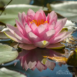 Waterlily
