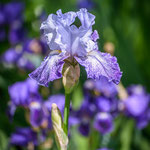 Iris Splashacata