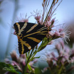 Jersey Tiger, Euplagia quadripunctaria
