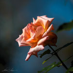 Compassion Rose