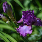 Iris Color Glory