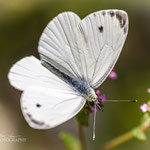 Large Cabbage White (Pieris brassicae)
