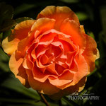 Ashram Rose