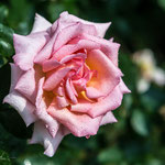 Compassion Rose