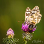 Marbled White 