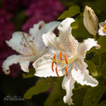 Lily Muscadet