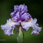 Iris Belgian Princess