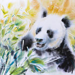 Panda 30x40