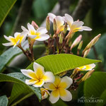 Frangipani-Plumeria Flowers
