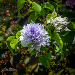 Clematis Belle of Wokingin