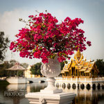 Bougainvillea