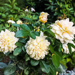 Sunstar Rose