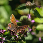 Arran Brown (Erebia ligea)