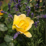 Sunstar Rose