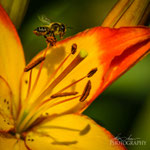 AsiaticLily Cancun
