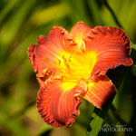 Daylily: Dragon King