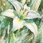 Lily 17x24 