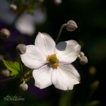 Anemone