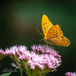 Silver-washed Fritillary (Argynnis paphia)