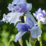 JARDINS DE CHAUMONT 