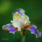 Iris Colette Thurillet
