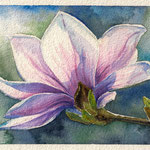 Magnolia