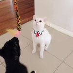 新买的小领带