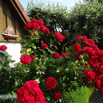"Rote Rosen"... nicht nur in Lüneburg, sondern auch bei uns in Arnis.