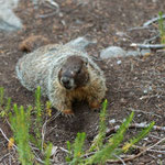 Yellow-bellied Marmot (Marmota flaviventris)