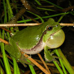 Tree Frog (Hyla arborea) calling male