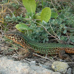 Ibiza Wall Lizard (Podarcis pityusensis)