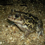 Western Spadefoot Toad (Pelobates cultripes), Algarve, Portugal, December 2010