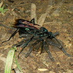 Tarantula hwak (Pepsis grossa) with prey
