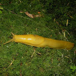Banana Slug (Ariolimax spec.)