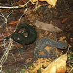 Alpine Salamander (Salamandra atra) and Alpine Newt (Ichthyosaura alpestris) under the same log.