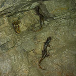 Strinati's Cave Salamanders (Speleomantes strinatii)