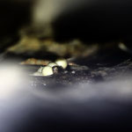 Strinati's Cave Salamander (Speleomantes strinatii) with eggs. © Laura and I