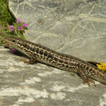 Levant Skink (Trachylepis aurata)