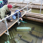 After a visit to the breeding facility we could feed the Giant Salamanders with fish on sticks. © Laura Tiemann