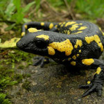 Vuursalamander (Salamandra salamandra longirostris)