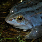 Heikikker (Rana arvalis) mannetje