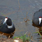 Red-knobbed Coot (Fulica cristata) 