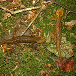 Fire Salamanders (Salamandra salamandra alfredschmidti)