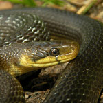 Aesculapian Snake (Zamenis longissimus)