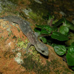 European Leaf-toed Gecko (Euleptes europaea) juvenile