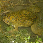 African Clawed Toad (Xenopus laevis) 