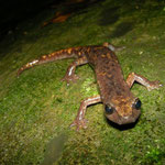Strinati's Cave Salamander (Speleomantes strinatii)
