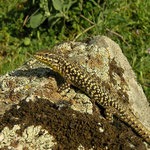 Erhard's wall lizard (Podarcis erhardii)