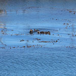Sea Otters (Enhydra lutris) sleeping in the kelp.