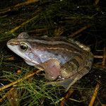 Moor Frog (Rana arvalis) male